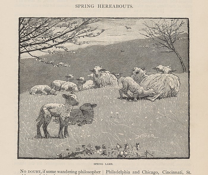 Spring Lamb Slider Image 2